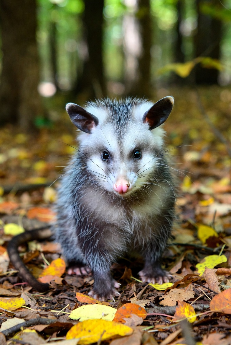 Baby opossum sitting among colorful fall leaves on a forest floor